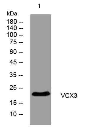 VCX3 rabbit pAb