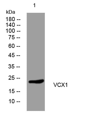 VCX1 rabbit pAb