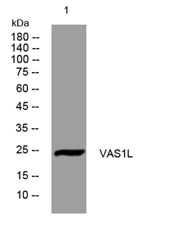 VAS1L rabbit pAb