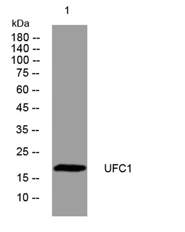 UFC1 rabbit pAb