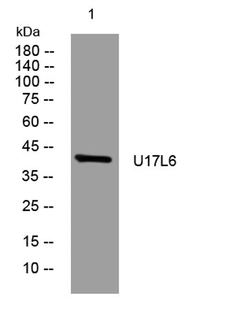U17L6 rabbit pAb