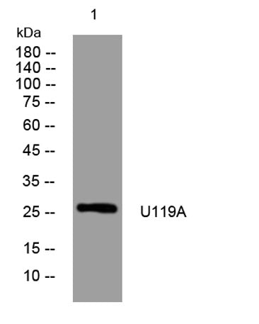 U119A rabbit pAb