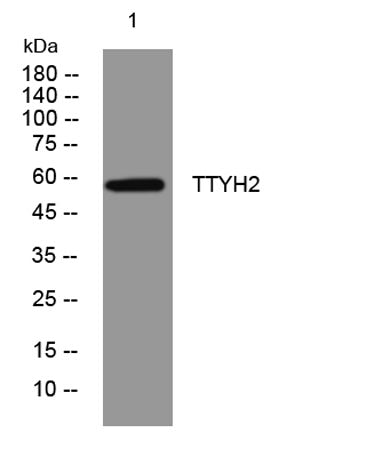TTYH2 rabbit pAb