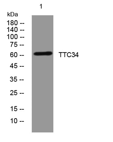 TTC34 rabbit pAb