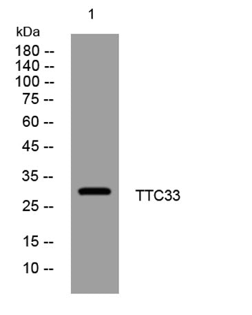 TTC33 rabbit pAb