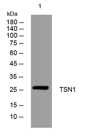 TSN1 rabbit pAb