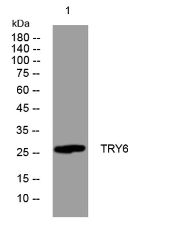 TRY6 rabbit pAb
