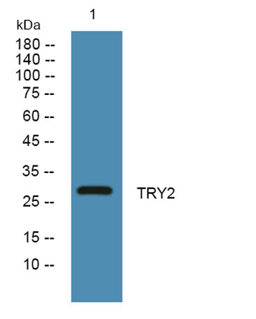 TRY2 rabbit pAb