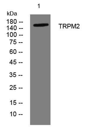 TRPM2 rabbit pAb