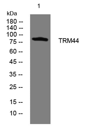 TRM44 rabbit pAb