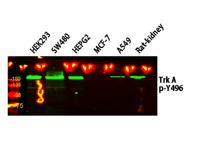 Trk A (Phospho-Y496) Rabbit pAb