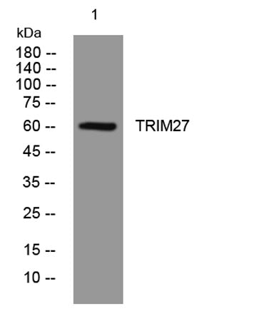 TRIM27 rabbit pAb