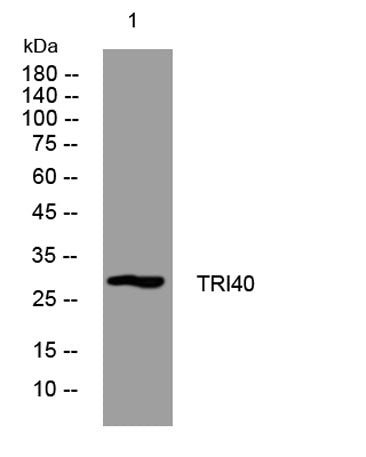TRI40 rabbit pAb