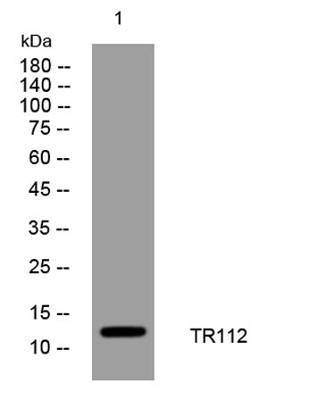 TR112 rabbit pAb