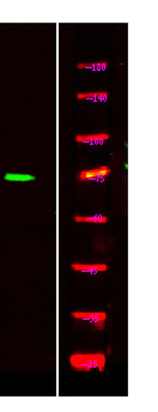 TORC1/CRTC1 (phospho-Ser151) rabbit pAb