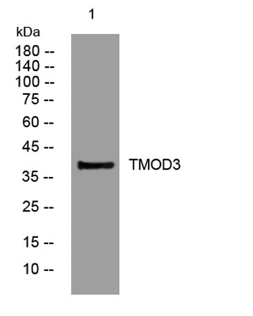 TMOD3 rabbit pAb