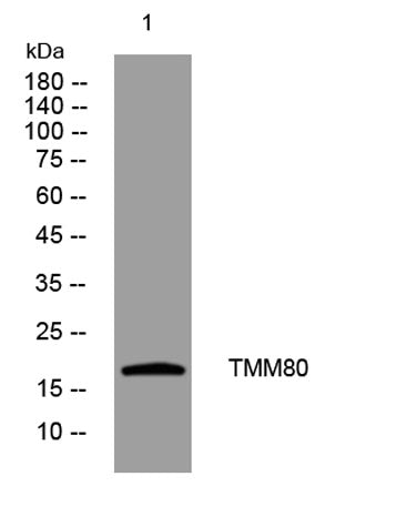 TMM80 rabbit pAb