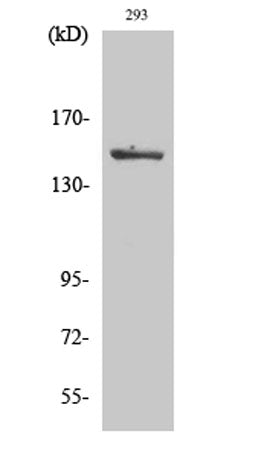 ASK 1 (phospho Ser966) rabbit pAb