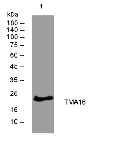 TMA16 rabbit pAb