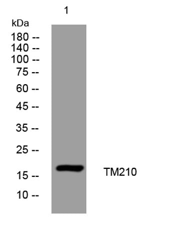 TM210 rabbit pAb