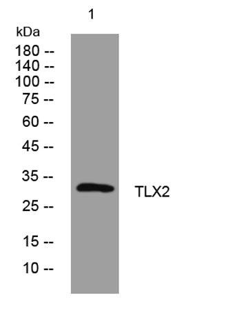 TLX2 rabbit pAb