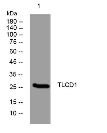 TLCD1 rabbit pAb
