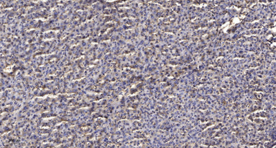 TIF1β (phospho-Ser824) rabbit pAb