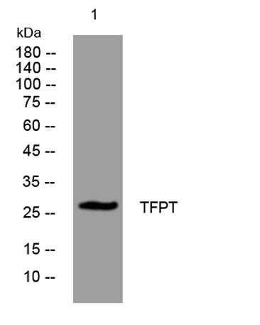 TFPT rabbit pAb