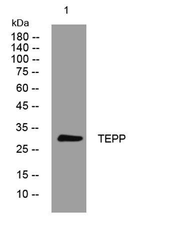 TEPP rabbit pAb