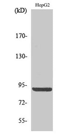 Calnexin (phospho Ser583) rabbit pAb