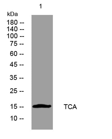 TCA rabbit pAb