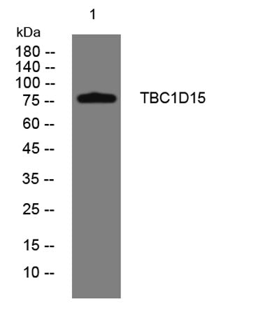 TBC1D15 rabbit pAb