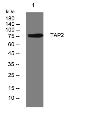 TAP2 rabbit pAb