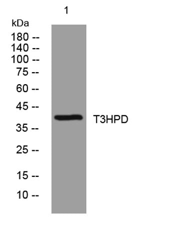 T3HPD rabbit pAb