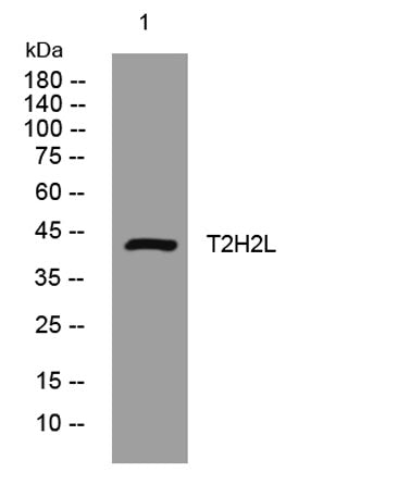 T2H2L rabbit pAb