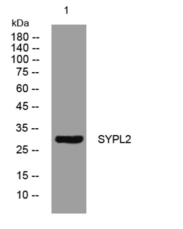 SYPL2 rabbit pAb