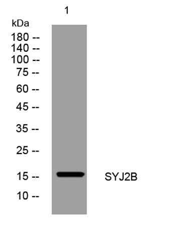SYJ2B rabbit pAb