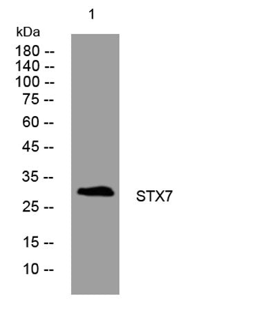 STX7 rabbit pAb