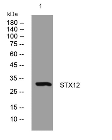 STX12 rabbit pAb