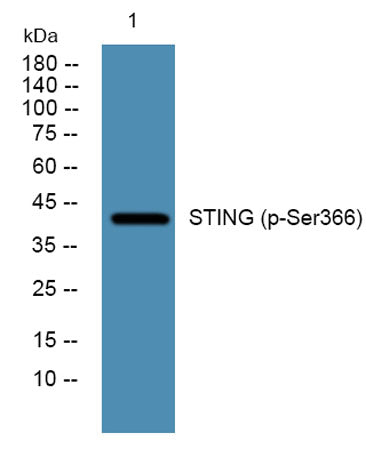 STING (phospho-Ser366) rabbit pAb