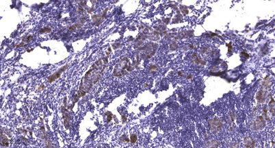 Stat5 (phospho-Tyr694) rabbit pAb