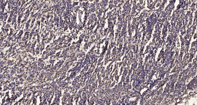 Stat3 (phospho-Ser754) rabbit pAb