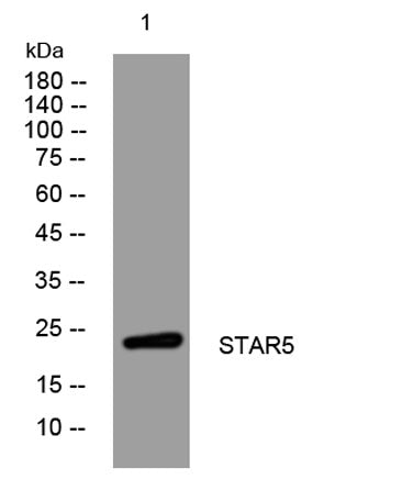 STAR5 rabbit pAb