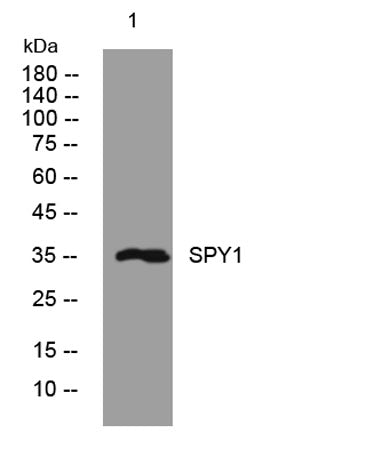 SPY1 rabbit pAb