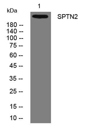 SPTN2 rabbit pAb