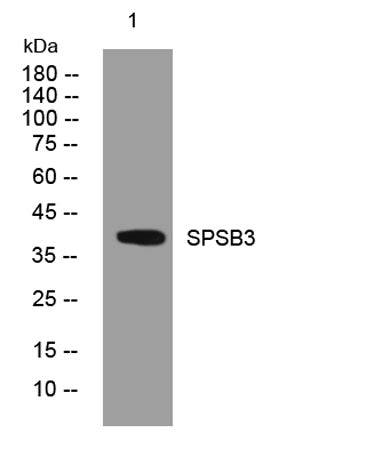 SPSB3 rabbit pAb