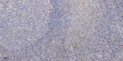 SPIT3 rabbit pAb