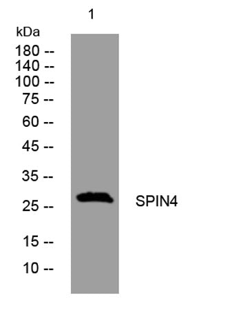 SPIN4 rabbit pAb