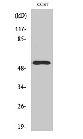 Dok-2 (phospho Tyr299) rabbit pAb
