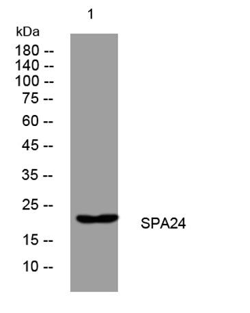 SPA24 rabbit pAb